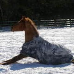 tipongo