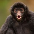 Monkey Shorts