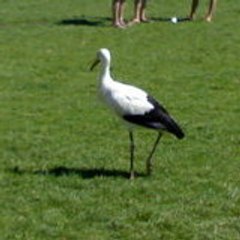 tropikal971