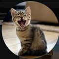 Vida de Gato Zoeira