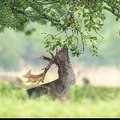 Wild Nature