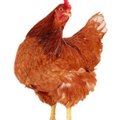 Skibidi_Chicken