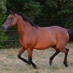 marjodu84