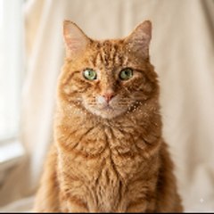 Meowtastic Moments