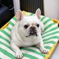 WildPawDiaries
