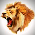Wildlife Animals