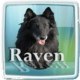 raven91