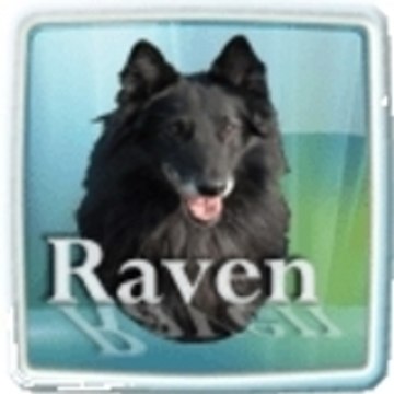 raven91