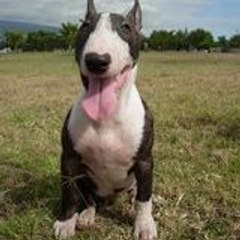 bulkha