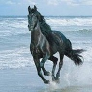 sifdine Al-falestini