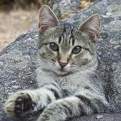 petitchatpersan