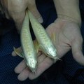 Xianleng