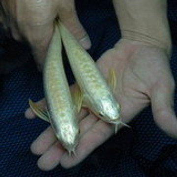Xianleng