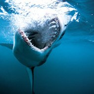 DISCOVERY CHANNEL FRANCE