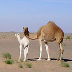 CHEHID_EL_WELI