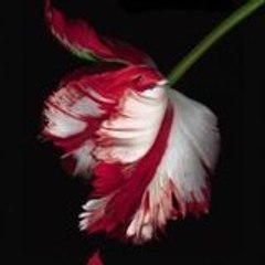 Lolita