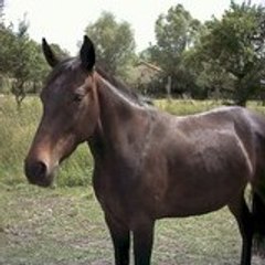 chevalier