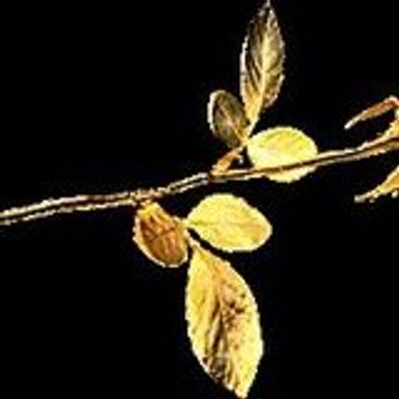 cristaline