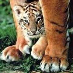 Amélie Raynaud Idrac