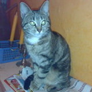 boulette18