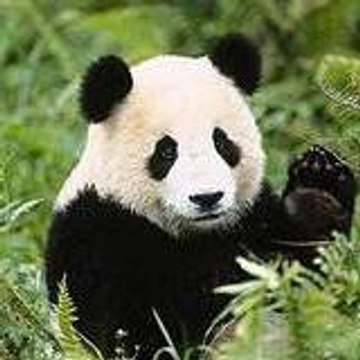 ptipanda27