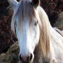khalia40