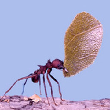attacaribbean