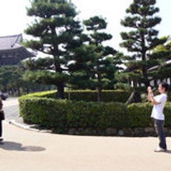 shingoy