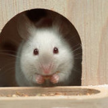 Souris Blanche