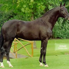 raynal