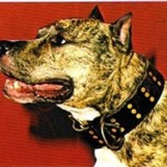 pitbull