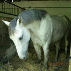 flowhorse
