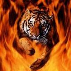 Tiger761990