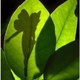 NaturAile