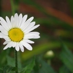 celyon