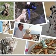 Dalmatien - Golden Retriever - Braque de Weimar