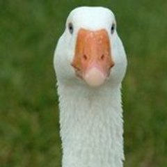 mathieu2712