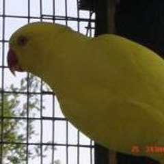 bipbip022