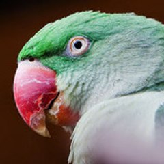 loulou6805