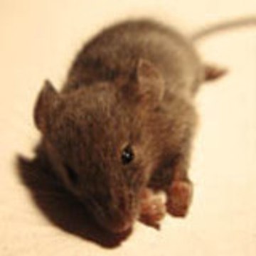 ptitradis