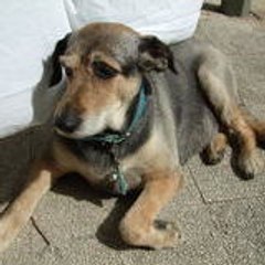 chiendereve