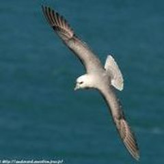 Fulmar_S-I