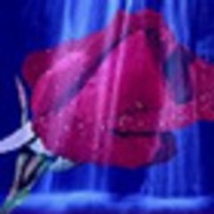 ahmed ali
