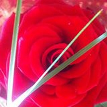 jenny77124
