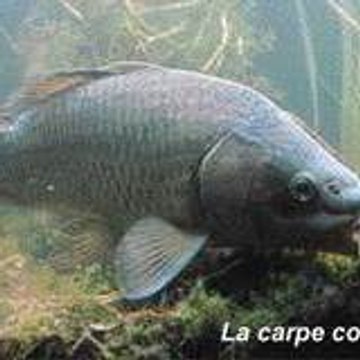 Chriscarp Production 2.0