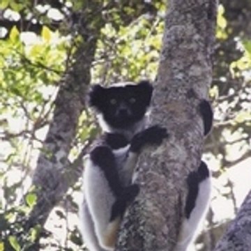 indri51
