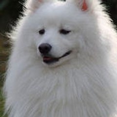 chynook