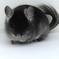 Darkangel Chinchillas