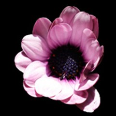 ColleenFR