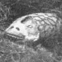 tatzelwurm
